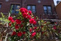 Beautiful Red Roses during Spring in a Residential Garden in Astoria Queens New York Royalty Free Stock Photo