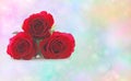 Beautiful Red Roses Royalty Free Stock Photo