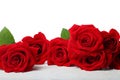 Beautiful red roses Royalty Free Stock Photo