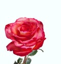Beautiful red rouse on white background