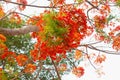 Red Royal Poinciana flower tree. Royalty Free Stock Photo