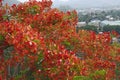 Beautiful royal poinciana flowers with cityscape in the summer