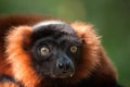 Beautiful red ruffed lemur Royalty Free Stock Photo