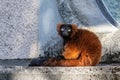 Beautiful red ruffed lemur, Varecia rubra in a german park Royalty Free Stock Photo