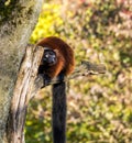 Beautiful red ruffed lemur, Varecia rubra in a german zoo Royalty Free Stock Photo