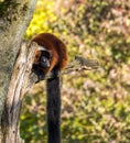 Beautiful red ruffed lemur, Varecia rubra in a german zoo Royalty Free Stock Photo