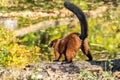 Beautiful red ruffed lemur, Varecia rubra in a german zoo Royalty Free Stock Photo