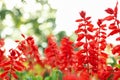 Beautiful red Salvia flowers outdoor in park Royalty Free Stock Photo