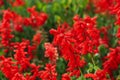 Beautiful red Salvia flowers outdoor in park Royalty Free Stock Photo