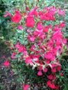 Beautiful red salvias blooming after the rain