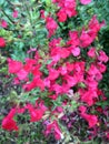 Beautiful red salvias blooming after the rain