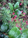 Beautiful red salvias blooming after the rain