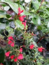 Beautiful red salvias blooming after the rain