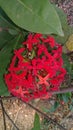 beautiful red Saraca asoca flower photo