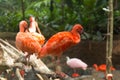 Scarlet Ibis Eudocimus ruber birds Royalty Free Stock Photo