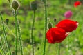 Beautiful red scarlet poppy flowers in green field Royalty Free Stock Photo