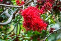 Beautiful red Schotia brachypetala or weeping boer-bean flower at Sydney Botanic garden.