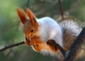 Beautiful red Sciurus vulgaris sits on a tree branch and eats a nut Royalty Free Stock Photo
