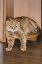 Beautiful Red Scottish Fold cat resting on the corner of the semicircular bottom shelf of the cabinet