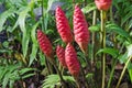 Red shampoo ginger fruits in a garden