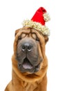 Beautiful shar pei puppy in christmas cap