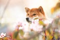 Beautiful red shiba inu dog on cherry blossom's background. Japanese shiba dog and blooming sakura. Hanami