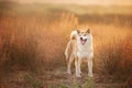 Beautiful Red Shiba inu dog standing in the field in summer at sunset