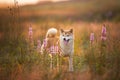 Beautiful Red Shiba inu dog standing in the field in summer at sunset