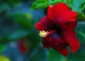 Beautiful red Shoeblackplant Hibiscus rosa-sinensis pretty flower