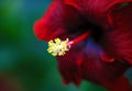 Beautiful red Shoeblackplant Hibiscus rosa-sinensis pretty flower