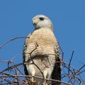 Beautiful Red Shouldered Hawk perched on top of a big pile of dried vines.