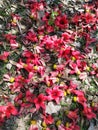 Beautiful red silk cotton flowers scattering on ground.