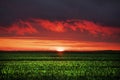 Beautiful red sky with clouds before sunset over the horizon in a green field of wheat. Summer sunset in the countryside. The last Royalty Free Stock Photo