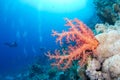 Beautiful red softcoral and diver