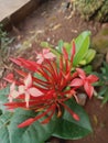 beautiful red soka flower Royalty Free Stock Photo