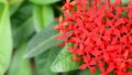 Beautiful Red spike flower. King Ixora blooming. Rubiaceae flower.Ixora flower. Ixora coccinea flower Royalty Free Stock Photo