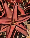 Beautiful Red Spiky Cactus Succulent Plant Rare