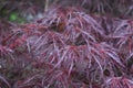Beautiful Red Split Leaf Japanese Maple in Nature