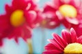 Beautiful red spring chrysanthemum flowers