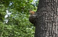 Beautiful red squirrel in the city Park. Rodent. Royalty Free Stock Photo