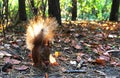 Beautiful red squirrel Royalty Free Stock Photo