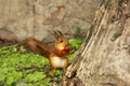 Beautiful red squirrel in the park. Sciurus. Rodent. Squirrel on the grass eats