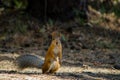 Beautiful red squirrel in the park is standing on the grass in t Royalty Free Stock Photo