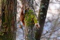 Squirrel in the tree. A beautiful red squirrel. Red squirrel in the tree Royalty Free Stock Photo