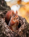A beautiful red squirrel sitting inside a tree hole, happily gripping a walnut in its paws. Royalty Free Stock Photo