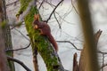 Squirrel in the tree. A beautiful red squirrel. Red squirrel in the tree