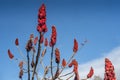 Staghorn Sumac bush before a Blue sky