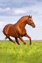 Beautiful red stallion run Royalty Free Stock Photo