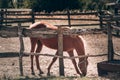 Thoroughbred brown young horse grazing in nature in the village. A beautiful red stallion stands in a stall behind a fence and Royalty Free Stock Photo