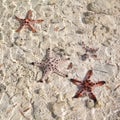 Beautiful red starfish in crystal clear ocean water, travel concept on tropical starfish beach, Bohol, Philippines Royalty Free Stock Photo